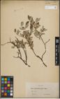 Foto von Salix lapponum L. x Salix repens L.
